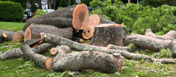 How Our Tree Care Process Works  in  Auxvasse, MO